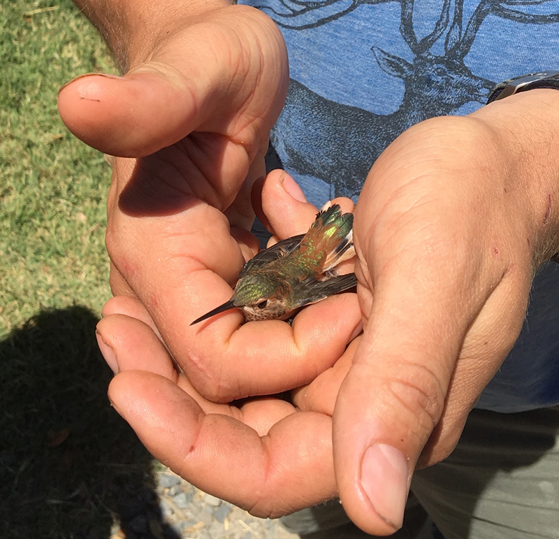 Hummingbird sitting in two hands